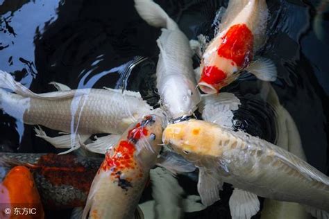 夢見很多大魚|解夢夢到好多魚預示著什麼